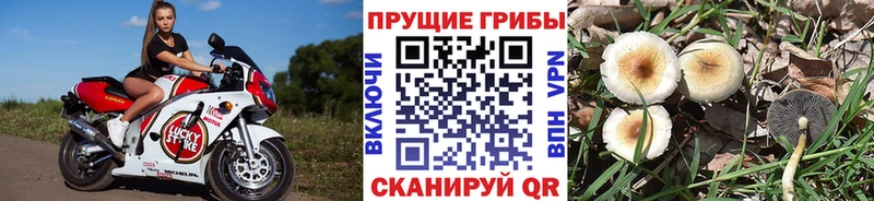 Галлюциногенные грибы мухоморы  где найти наркотики  Сунжа 
